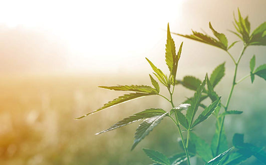 Why Pure Organic Hemp Seed Oil is a Natural Pain Relief Solution