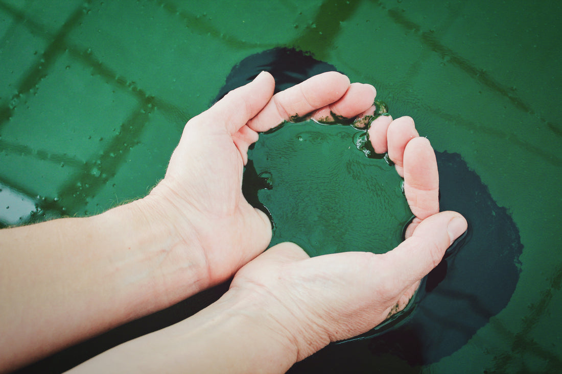 Why You Should Consider Adding Spirulina Powder to Your Supplement Regimen
