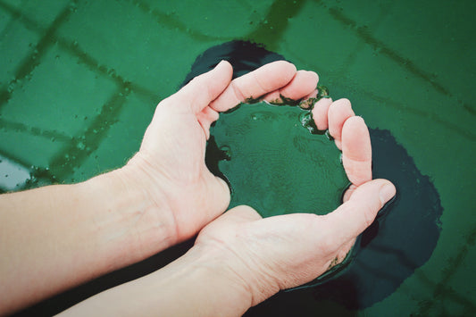 Why You Should Consider Adding Spirulina Powder to Your Supplement Regimen