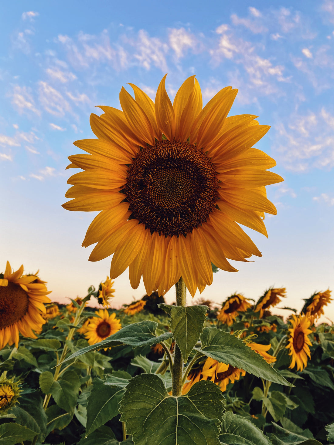 The Versatile Ingredient: Sunflower Lecithin Powder and Its Many Uses