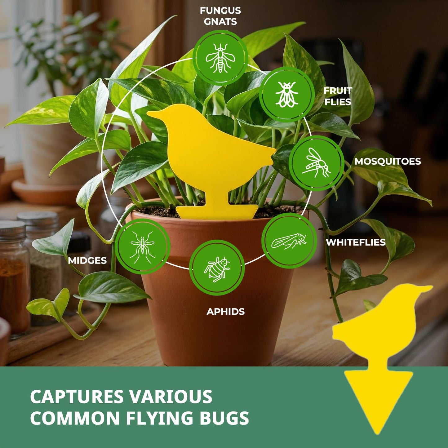 Kate's Home & Garden 36 Count Fruit Fly Traps