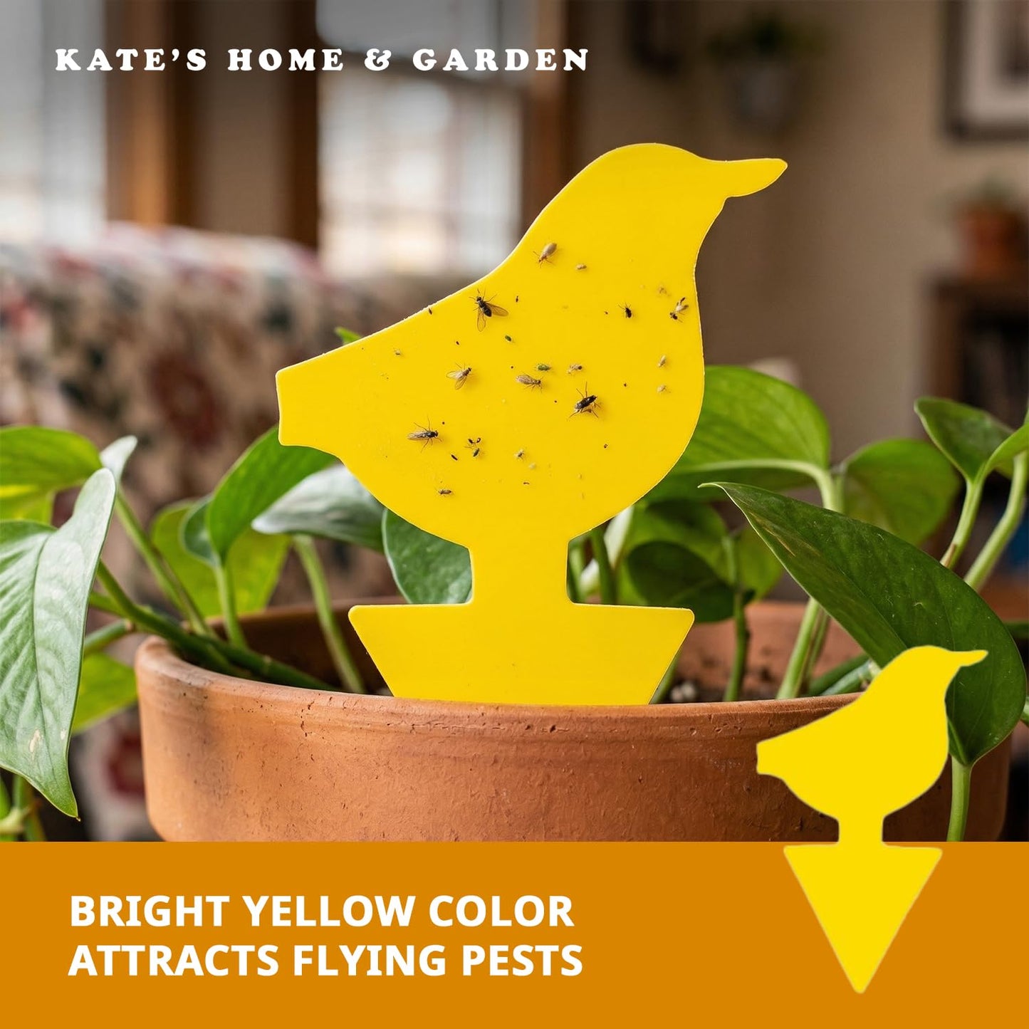 Kate's Home & Garden 36 Count Fruit Fly Traps
